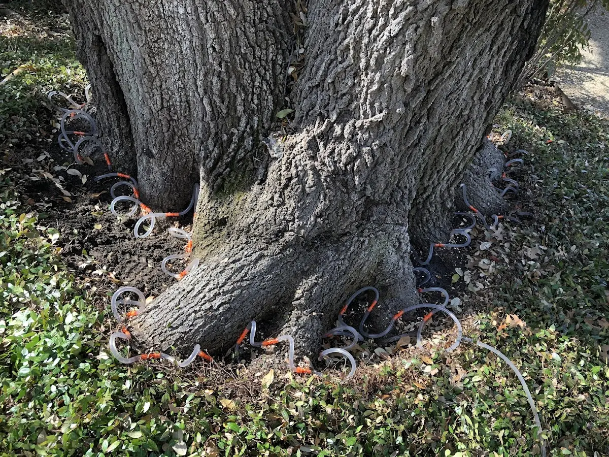 Detailed Tree Cabling and Bracing job site in Heath Springs