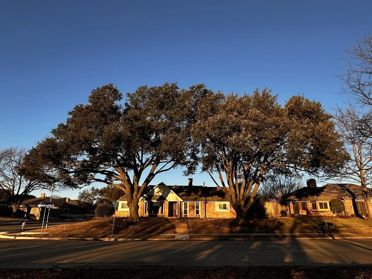 Established residential canopy tree shading a home in Heath Springs
